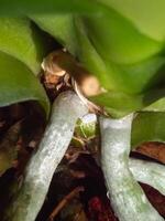 Vertical view of mealybug on orchid roots, close up. photo
