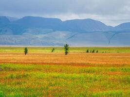 Dramatic view to cedar trees in sunlit steppe against green large mountains in low clouds after rain. Bright landscape with high mountain range in rain and steppe in sunlight in changeable weather. photo