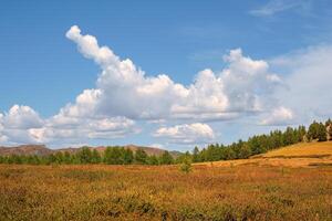 Colorful green landscape with cedar trees on red autumn diagonal rocky hill on background blue cloudy sky in sunlight. Minimal alpine view with bizarre white clouds. Scenic alpine view. photo