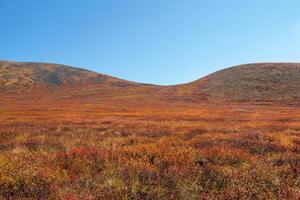 Minimalistic colorful mountain landscape with a hillside in golden sunlight in autumn in pastel colors. Plateau with a dwarf birch of the red color of the sunlit mountainside. photo