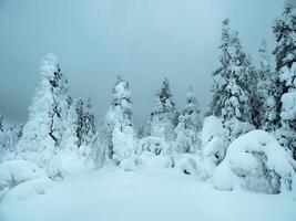 Soft focus. Dramatic winter minimalistic northern background with trees plastered with snow against a dark snowy sky. Arctic harsh nature. Mystical fairy tale of the winter raven forest. photo