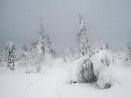 Dramatic winter minimalistic northern background with trail through trees plastered with snow against a snowy sky. Arctic harsh nature. Mystical fairy tale of the winter forest. photo