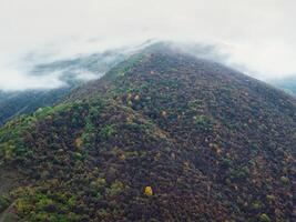 Atmospheric vertical landscape with coniferous trees on stony hill in low clouds photo
