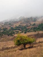 Vertical view of a wet foggy mountain slope. Cloud formation in wet season with tree on a mountain slope. Climate change and natural phenomenon concept. photo