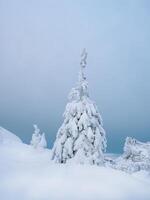 Snow covered Christmas fir trees on mountainside. photo