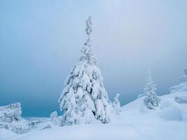 Snow covered Christmas fir trees on mountainside photo