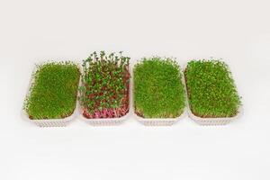 Growing various micro-green plants at home in phytolamp light photo