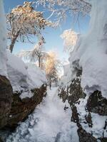 Hiking trail is covered with snow in a white winter veil photo