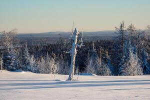 Broken tree in front of an icy hill view with blue sky and snowy landscape. Harsh nature of the North, severe frost, minimalistic winter appearance. photo