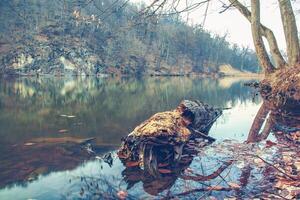 A fallen tree is sitting on the shore of a river photo
