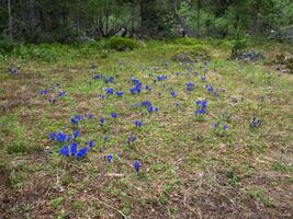 Forest clearing with flowers. Gentian large. photo
