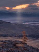 Magic of autumn landscape, yellow larch at sunset. Lone yellow larch tree at dawn in the mountains against the background of pink clouds in the mountains. Vertical view. photo