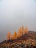 Autumn mountain slope with golden larches. Atmospheric forest landscape with coniferous trees in low clouds in autumn rainy weather. Mysterious scenery with mountain larches forest in thick fog. photo