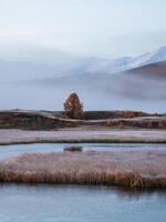 Vertical alpine atmospheric landscape with swampy terrain in thick fog against the background of snow-capped high peaks. Lonely autumn red tree under the mountain. Frost covers the marsh grass. photo