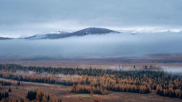 Alpine atmospheric scenery with conifer forest in dense fog. Panoramic view. photo