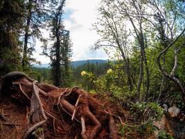 Jungle, intertwined tree roots in the foreground, Siberian taiga and a flowering bush of yellow rhododendrons. Mountain forest. photo
