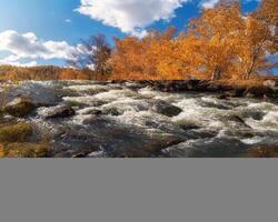 Colorful autumn landscape with golden leaves on trees turquoise stormy mountain river in sunshine. Bright scenery with mountain river and yellow trees in autumn colors in fall time. photo