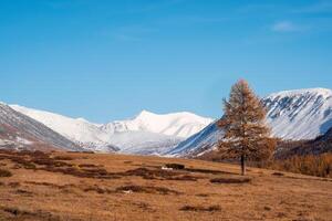 Autumn golden tree on the background of snow-white mountains. Im photo