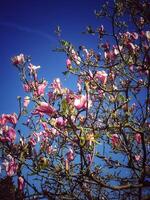 BLOSSMING MAGNOLIA TREE IN SPRING photo