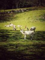 DEERS GRAZING IN SPRING, ASHTON COURT ESTATE, BRISTOL, ENGLAND photo