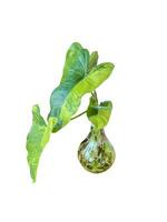 isolated Philodendron burle marx variegated in a glass vase on white background It is a plant grown indoors that helps remove toxins from the air. photo