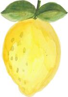 a watercolor painting of a lemon vector