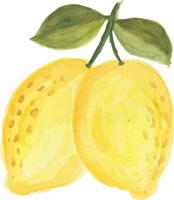 watercolor painting of lemon on white background vector