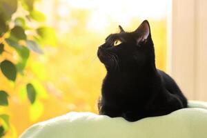 Black cat lounging gracefully in sunlight by the window on a soft blanket with a serene background of greenery in the warm afternoon photo