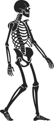Skeleton Silhouette for Anatomy Studies