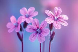 Delicate Pink Flowers Softly Bloom In Springtime photo