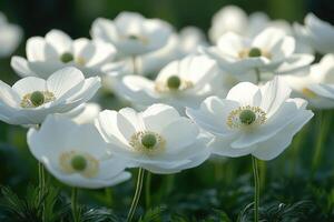 Delicate White Anemones Bloom in a Garden Setting photo