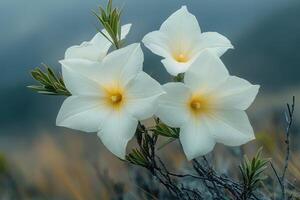 Delicate White Flowers Blooming on a Branch photo
