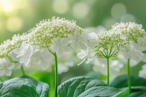 Delicate White Hydrangea Blossoms in Soft Green Light photo