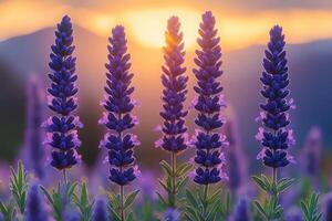 Lavender Flowers Illuminated By Sunset Light photo