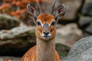 Majestic Antelope Gazes Forward Amidst Autumnal Rocks photo