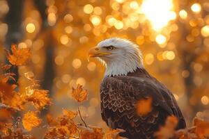 Majestic Bald Eagle in Autumn Golden Sunlight photo