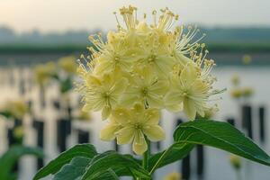 Pale Yellow Flower Cluster in Soft Light photo