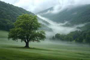 Solitary Tree in Foggy Mountain Meadow photo