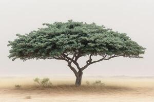 Solitary Desert Tree Stands Tall Against Hazy Sky photo