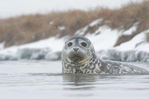 Spotted Seal Swimming in Snowy Winter Water photo