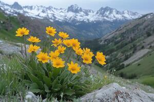 Yellow wildflowers bloom against a snow capped mountain range photo