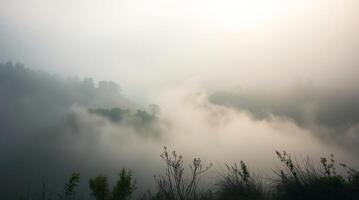 A view of a foggy forest with trees and grass photo