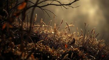 A field of grass and trees with the sun shining through photo