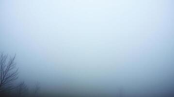 A foggy field with trees and grass photo