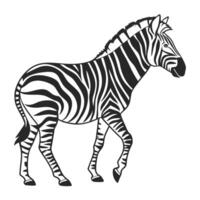 Vctor Illustration of a Zebra in Black and White vector