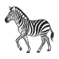 Black and white zebra vector