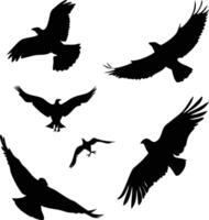 Creative Set of an Sparrowhawk bird silhouette design vector