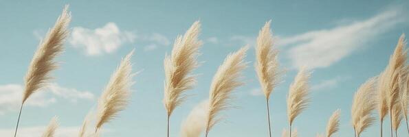 A row of pampas grass swaying gently in the breeze against a blue sky background photo