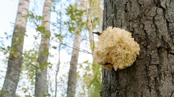 edible mushroom of the genus Hericium attached to a tree trunk in the forest photo