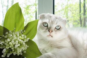 Beside a lovely bouquet of spring lilies of the valley, a gentle white Scottish cat basks in the warmth of the season, adding charm to the scene photo